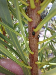 Chirodica