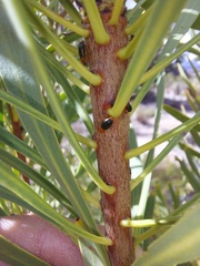Chirodica