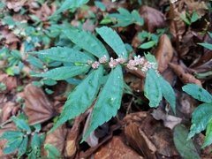 Elatostema hookerianum