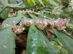 Elatostema hookerianum