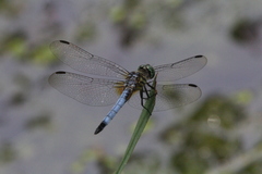 Pachydiplax longipennis