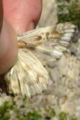 Muschampia lavatherae