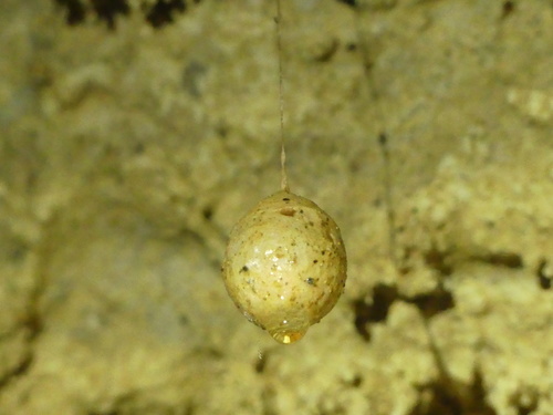 Nelson Cave Spider