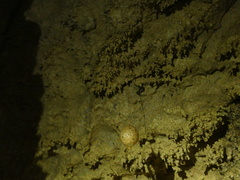 Spelungula cavernicola
