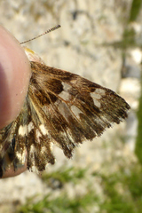 Muschampia lavatherae