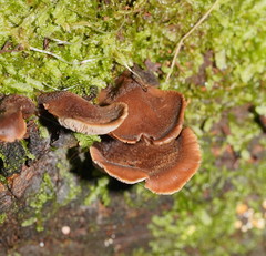 Lentinellus castoreus