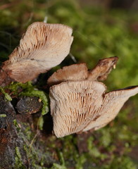 Lentinellus castoreus