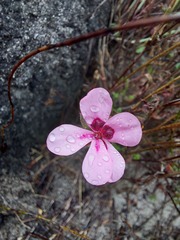 Pelargonium capillare