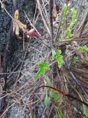 Pelargonium capillare
