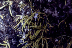 Pinguicula longifolia