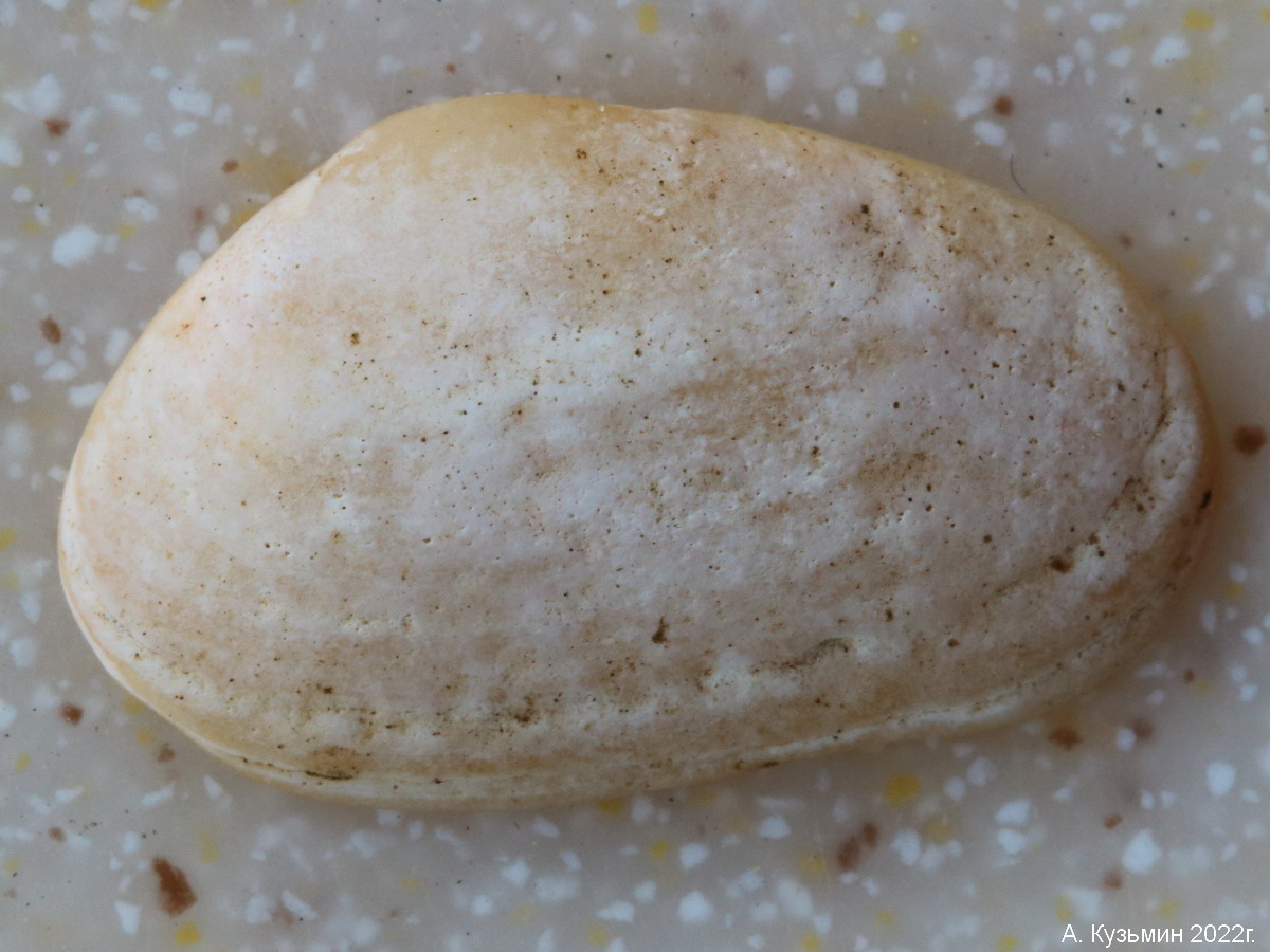 Донацилла Роговая (Donacilla cornea)