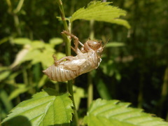Cicadidae