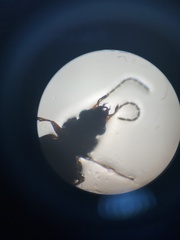 Gastrophysa polygoni