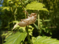 Cicadidae