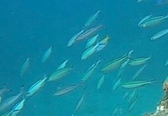 Caesio caerulaurea