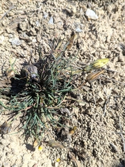 Launaea pumila