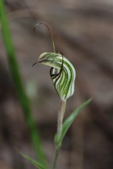 Pterostylis striata