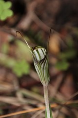 Pterostylis striata
