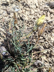 Launaea pumila