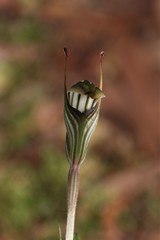 Pterostylis striata