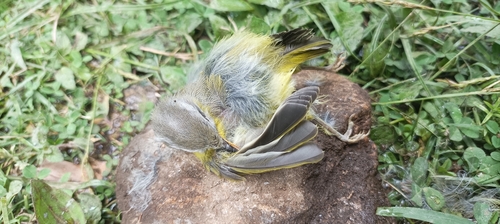 Grey-hooded Warbler (Phylloscopus xanthoschistos), photo 4