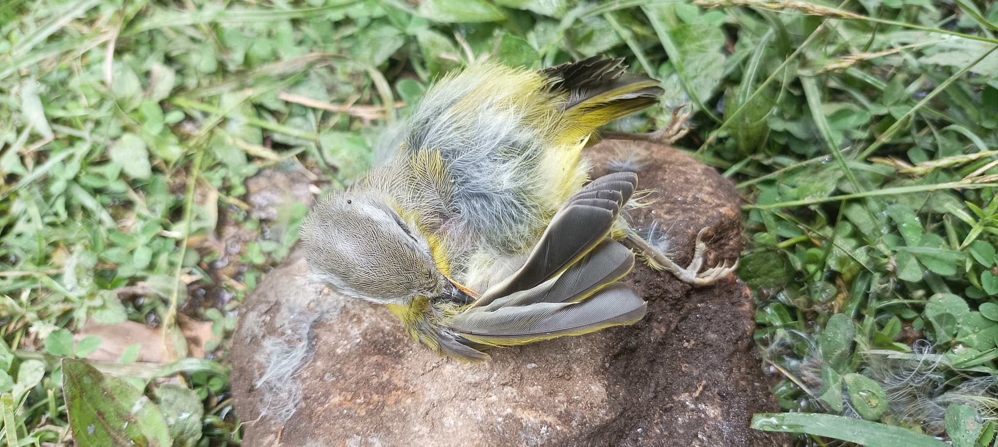 Grey-hooded Warbler illustration