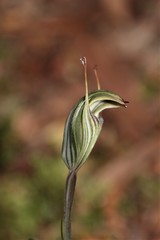 Pterostylis striata