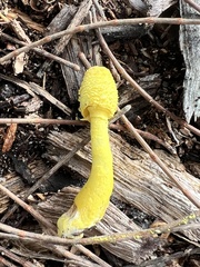 Leucocoprinus birnbaumii birnbaumii