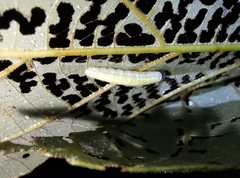 Darpa striata