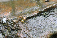 Diaea subdola