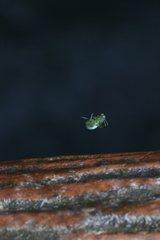 Bijoaraneus