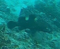 Epinephelus maculatus