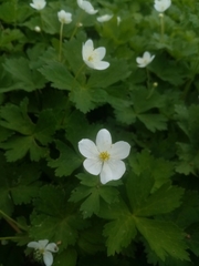 Anemonastrum baicalense