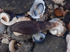 Isara carbonaria