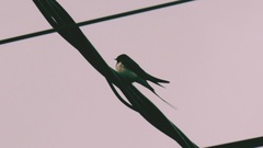 Hirundo rustica