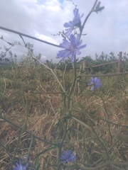 Cichorium pumilum