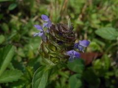 Prunella vulgaris