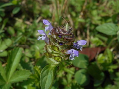 Prunella vulgaris