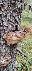 Phellinus abietis