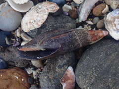Isara carbonaria