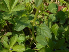 Prunella vulgaris