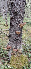 Phellinus abietis