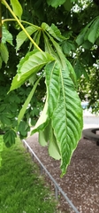 Aesculus hippocastanum
