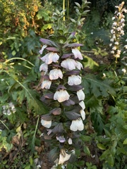 Acanthus mollis