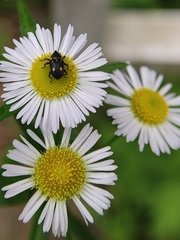 Eumorphus quadriguttatus