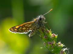 Carterocephalus palaemon