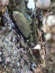 Haliotis cracherodii