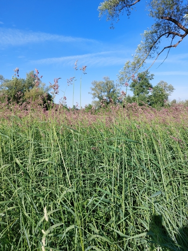 Phalaris arundinacea iNat (3)