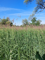 Arundo riparia (Arundo riparia)