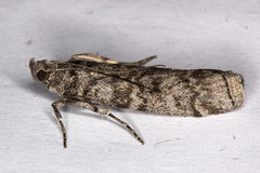 Dioryctria mendacella